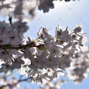 Spring Sprung Photo