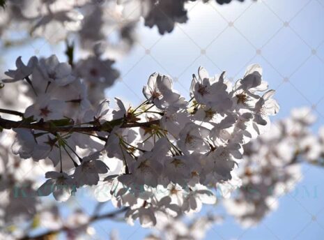 Spring Sprung Photo