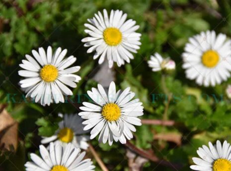 Bright Day Photo