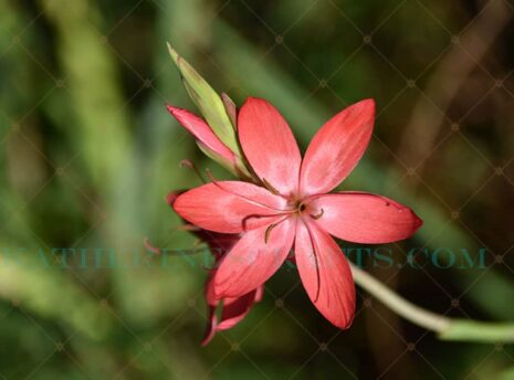 Flower Power Photo