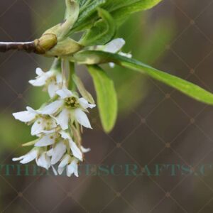 Hanging Flowers Photos