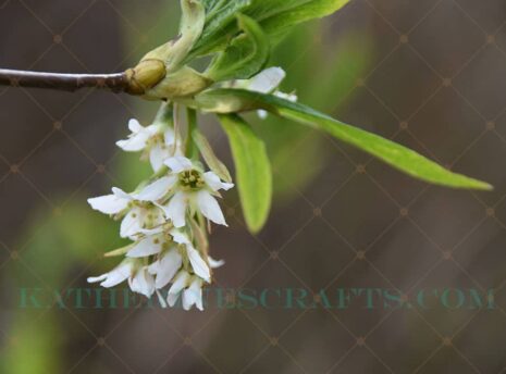 Hanging Flowers Photos