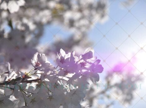 Light Leak Photo