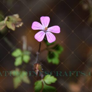 Little Beauty Photo