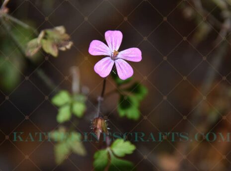 Little Beauty Photo
