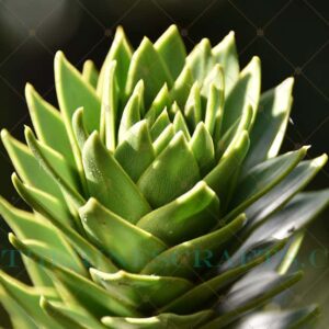 Macro Monkey Tree Photo