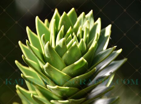Macro Monkey Tree Photo