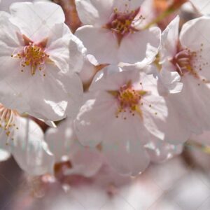 Pink Bloom Photo