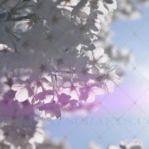 Purple Sun Photo