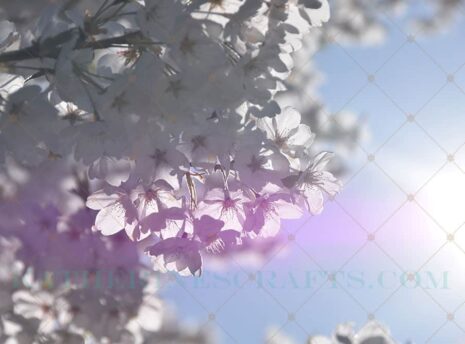 Purple Sun Photo