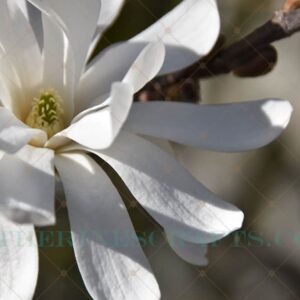 Spring Bloom Photo